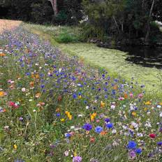 Blomstermix 'Engblanding til lerjord' (7-8 m2)