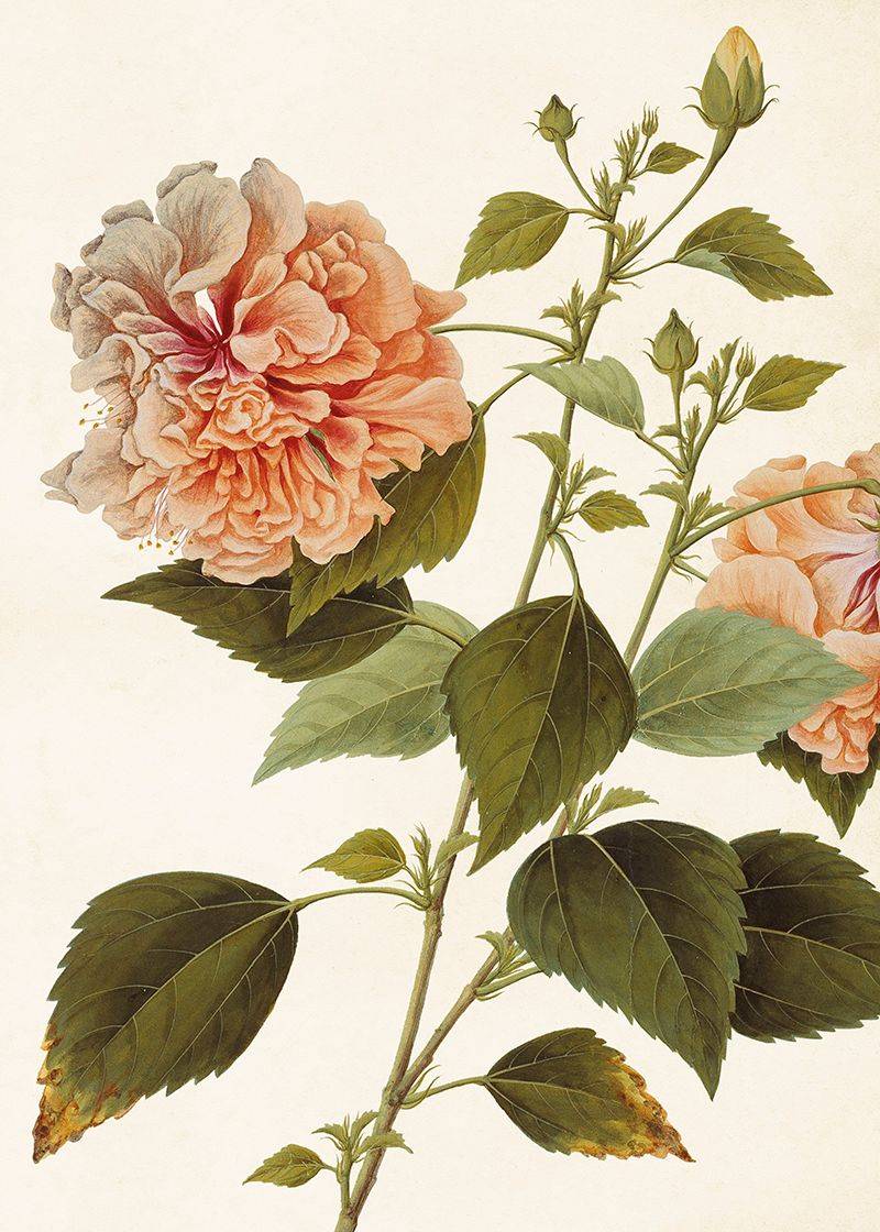 Sköna Ting - Poster - Hibiskus - 50x70