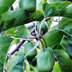 Stikkelsbærkiwi (Actinidia arguta 'Issai') 30-50 cm