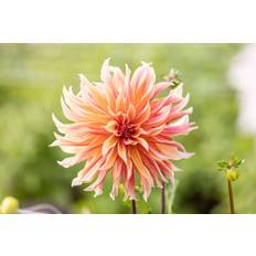 Dahlia 'Labyrinth'