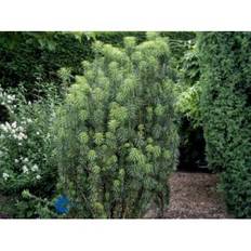 Blommetaks 'Fastigiata'
