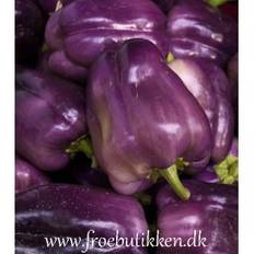 Peber. Purple Bell. Capsicum annuum. Frø