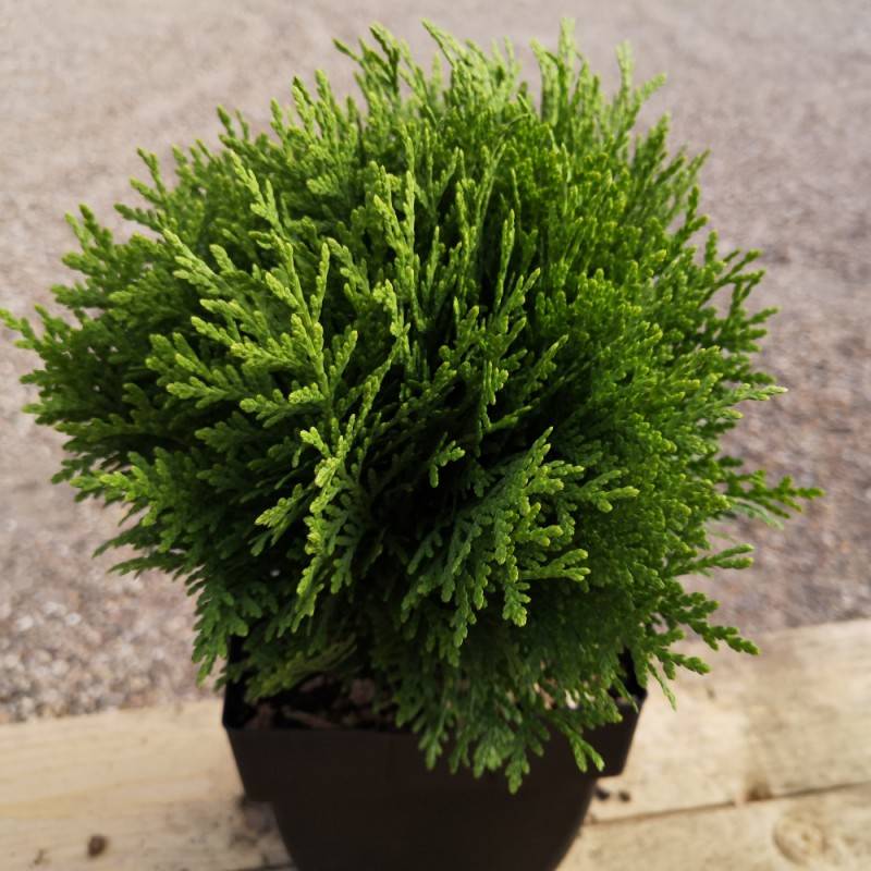 Kuglethuja 20-40 cm. - Thuja occidentalis Danica.