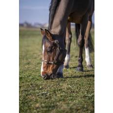 Norton Club Cuir Læder Grime Havana Havana (Foal)