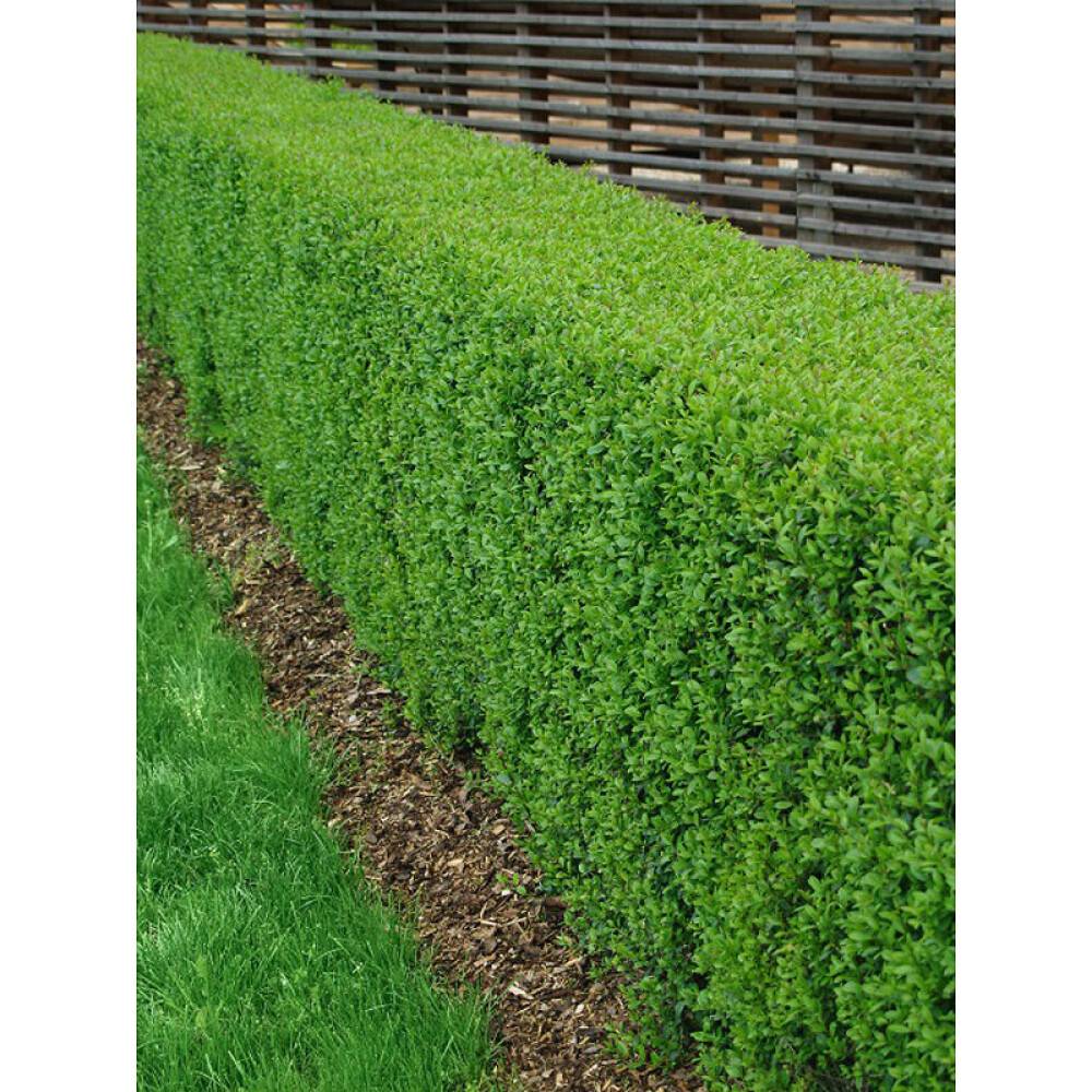 HÄCK VINTERLIGUSTER 'LIGA' 30-50CM 10-PACK BARROT