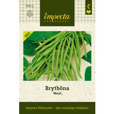 Brytböna Maxi, Ekologisk