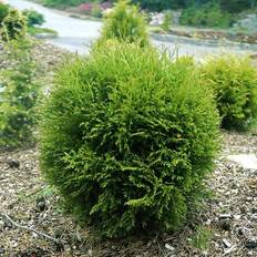 Thuja (Thuja occidentalis 'Danica') 15-25 cm