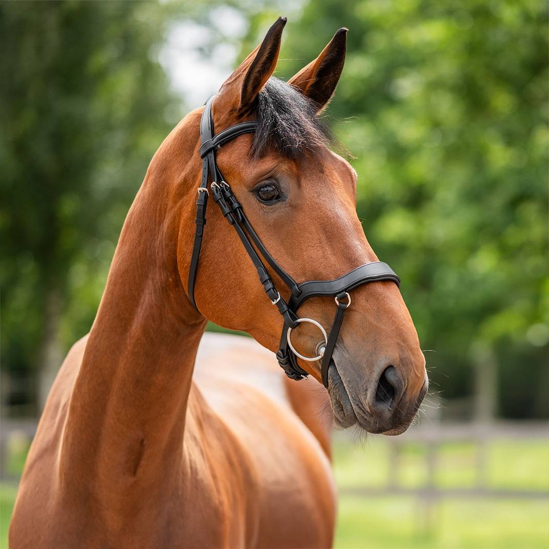 Aachenträns Newmarket Fairfield® Svart