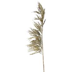 Pampas