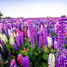 Blomsterfrø Lupin 1 kg