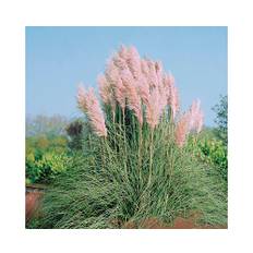 Pampasgräs OMNIA GARDEN Cortaderia selloana 'Rosea' 4-pack