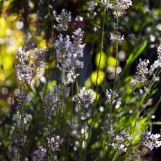 Lavendel (Lavandula angustifolia 'Rosea') Potte 9 cm