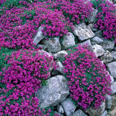 Aubrietia (Krukstorlek: P9cm)