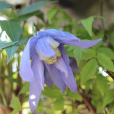 Klematis, Clematis alpina 'Frances Rivis', 5 liter potte, 100 - 150 cm