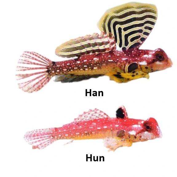 Synchiropus Sycorax Ruby dragonet Medium.
