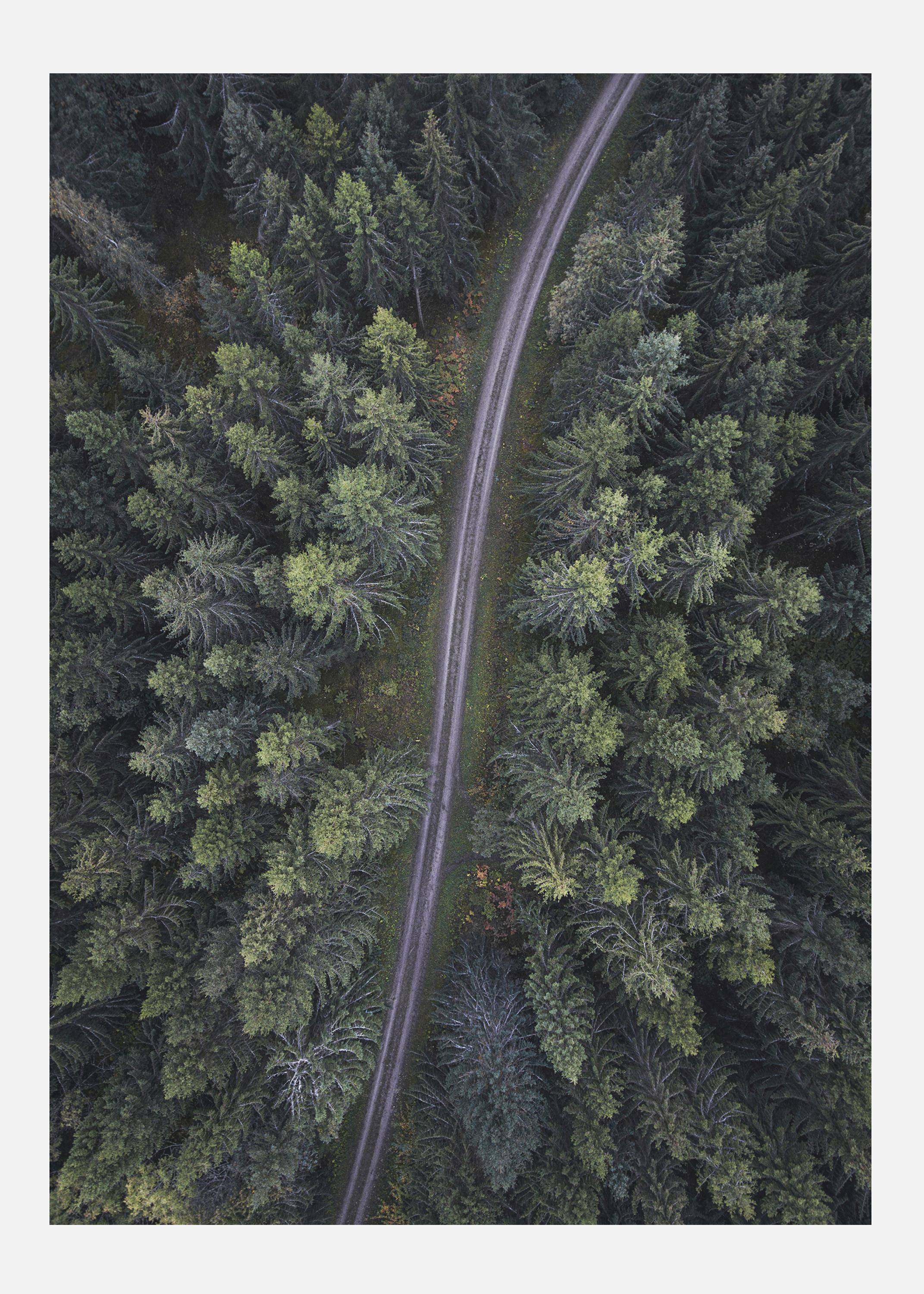 Small Road Through The Forest Canvastavla (30x40 cm)