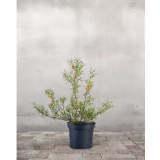 Havtorn, Hippophae rhamnoides (Han+Hun) - 80-100 cm