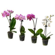 PHALAENOPSIS krukväxt, Orkidé blandade färger, 6 cm