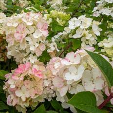 Syrenhortensia (Storlek: 30-40 C3)
