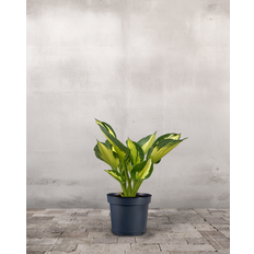 Hosta 'Colured Hulk' - 30-50 cm