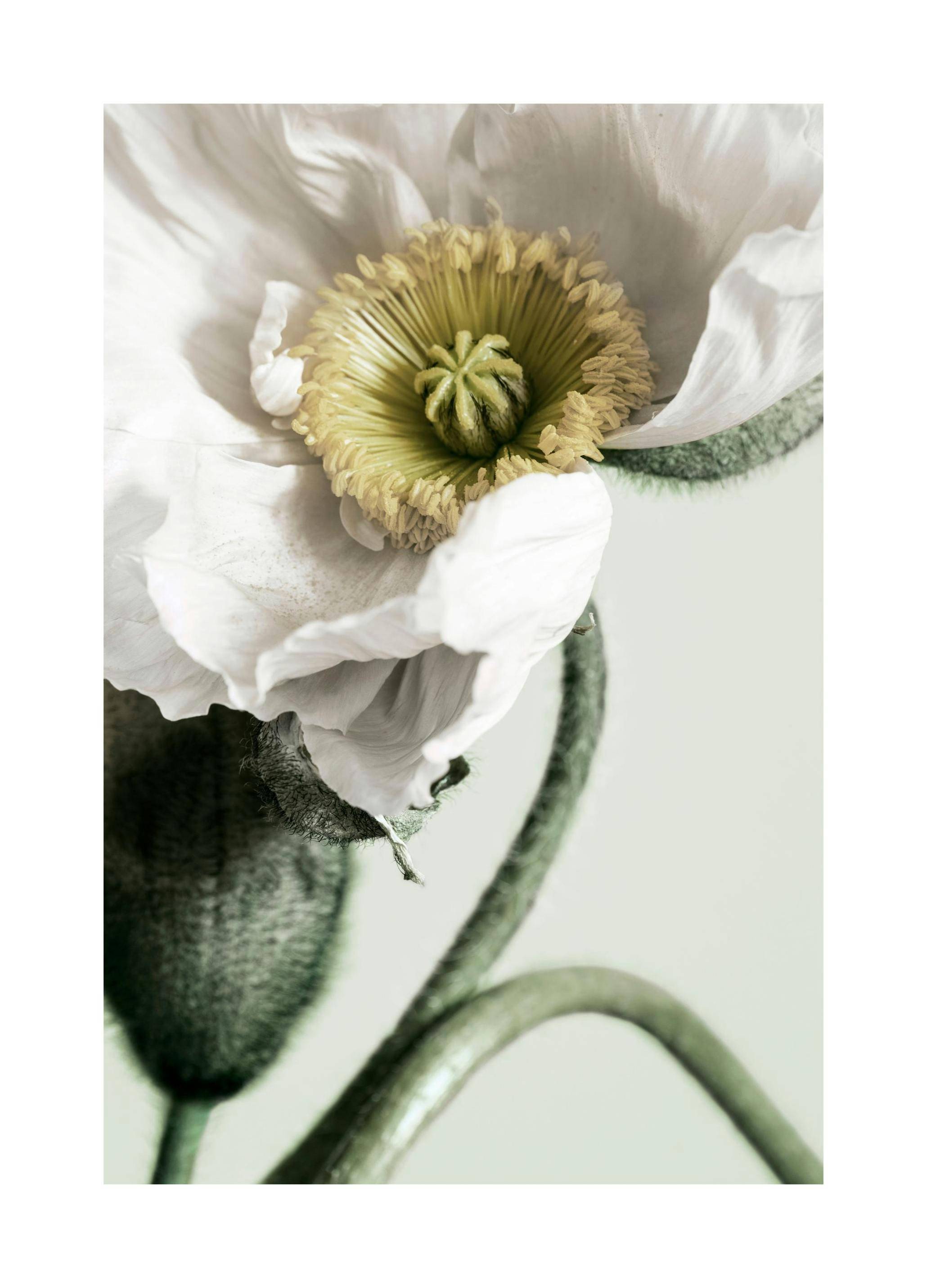 White Poppy Close Up Poster (50x70 cm)