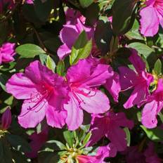 Japansk Azalea Isabel 20-40 cm. - Rhododendron Isabel