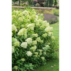 Buske Vipphortensia Grön Krukodlad 10-Pack