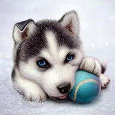 Husky hvalp 5D diamond paint - 40 x 40 cm