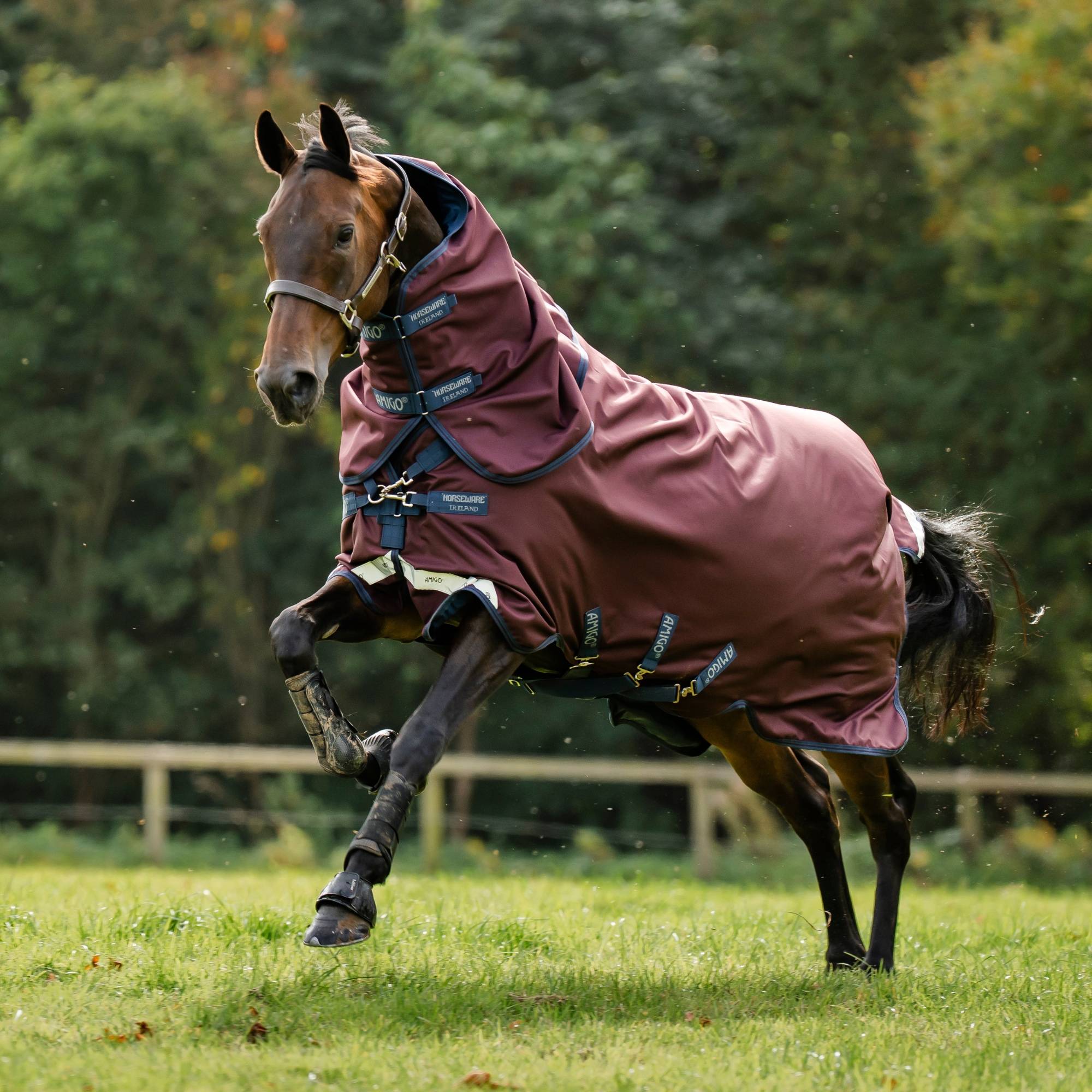 Amigo 1200D Plus TO - 50g - Burgundy/Navy, Horseware
