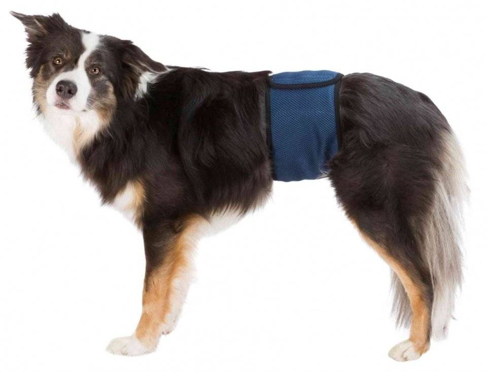 TRIXIE dynor för hanhundar S: 29-37 cm