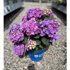 Hortensia Endless Summer 'SummerLove' lilla