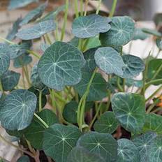 Micro Leaf, Nasturtium, frø