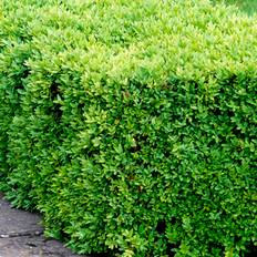 Kant Buksbom (Buxus sempervirens 'Suffruticosa')