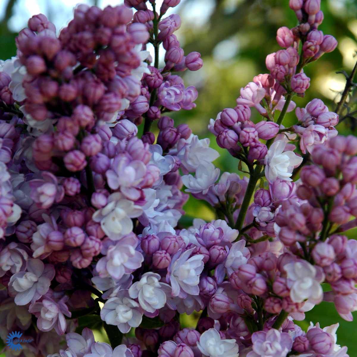 Ægte Syren (Syringa vulgaris 'Victor Lemoine') 100-120 cm