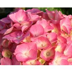 Hydrangea Frida ® 5 L Potte