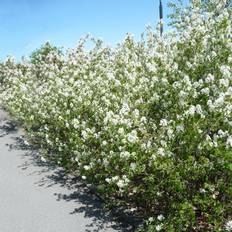 Buske Omnia Garden Häggmispel Amelanchier Spicata 50-80 cm