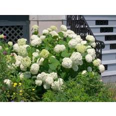 Vidjehortensia 'Annabelle' CO, Vit 3-p