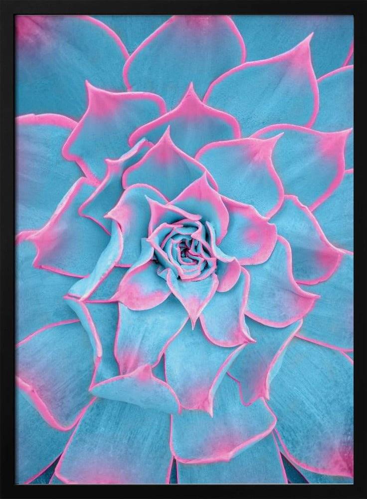 Blue and Pink Succulent - 70x100 cm / 28x40″