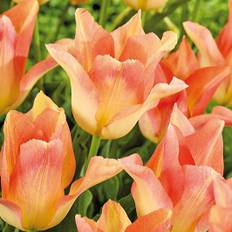 Tulipan 'Moonblush' - Liljeblomstrende tulipaner - Orange - 8 løg