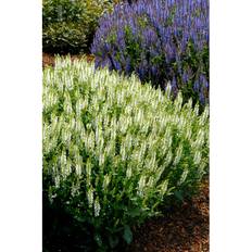 Perenn Stäppsalvia Schneehugel Kantväxt 15-Pack