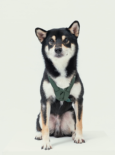 Green Slow Pressure Dog Harness | Shock Absorbing Memory Foam | PEHOM - M (M)