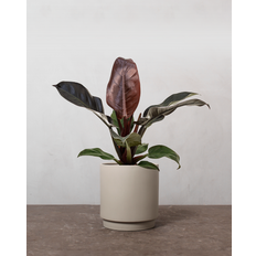 Philodendron Imperial Red - 30-40 cm - Ingen krukke / Terracotta / Nej