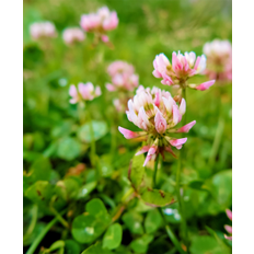 Alsike kløver – Trifolium hyb. Frø