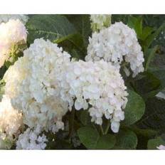 Hortensia 'Endless Summer The Bride'