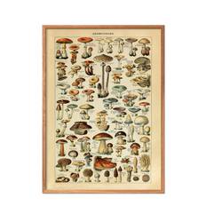 POSTER & FRAME Champignons |Multi/patterned |50X70 cm