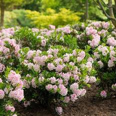 Dværg Kugle Rhododendron (Rhododendron micranthum 'Bloombux pink') ø 30-40 cm