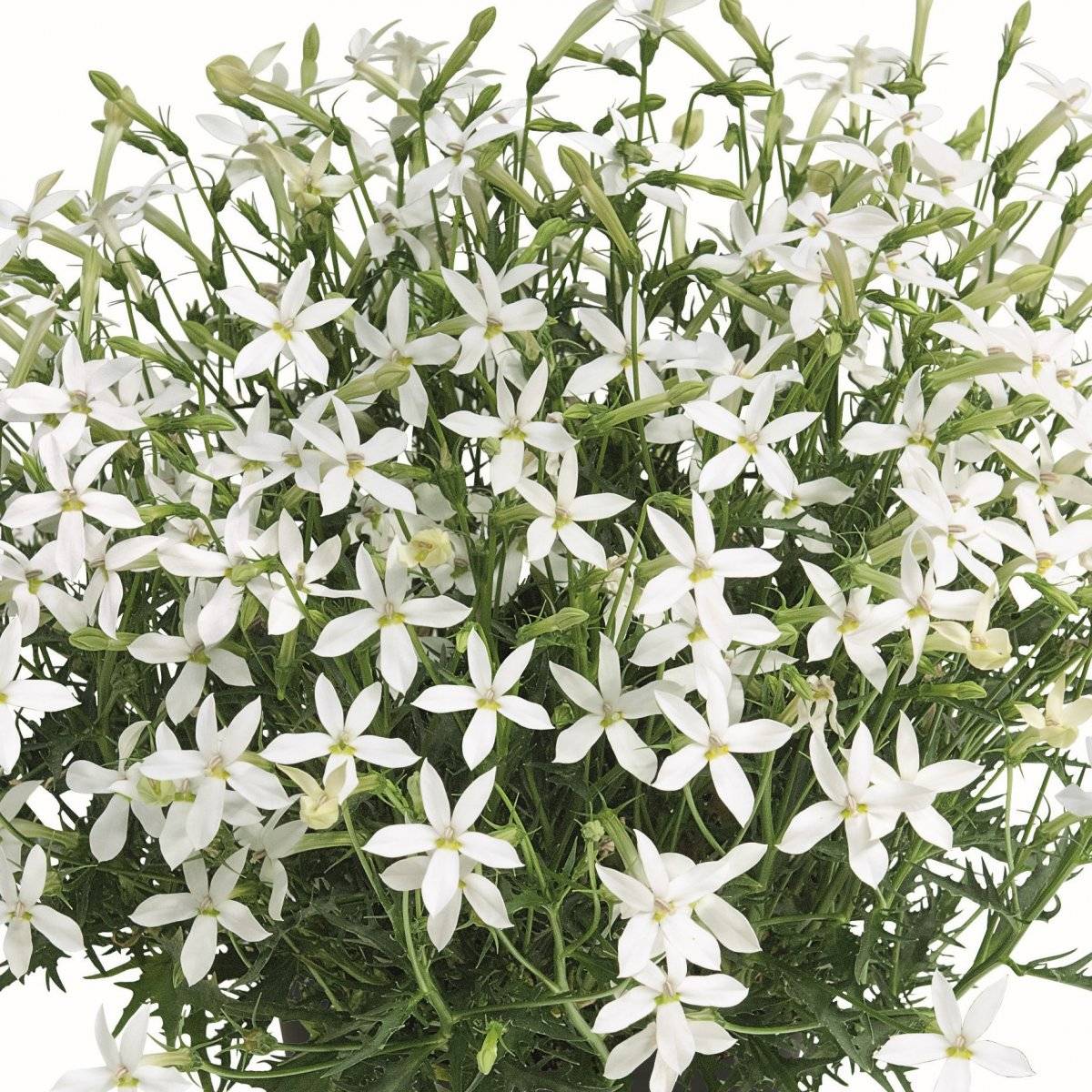 Stjärnlobelia, Stickling 3-pack - Isotoma axilaris Wendy's White