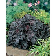 Perenn Alunrot Plum Pudding Prydnad 6-Pack
