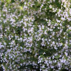 Stenkyndel 'Marvelette Blue'