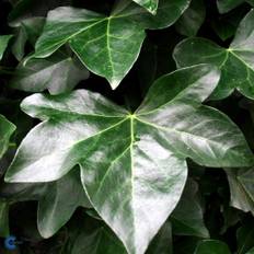 Efeu Vedbend Storbladet (Hedera hibernica 'Hardy Cover')